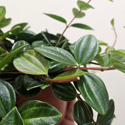 Peperomia angulata &