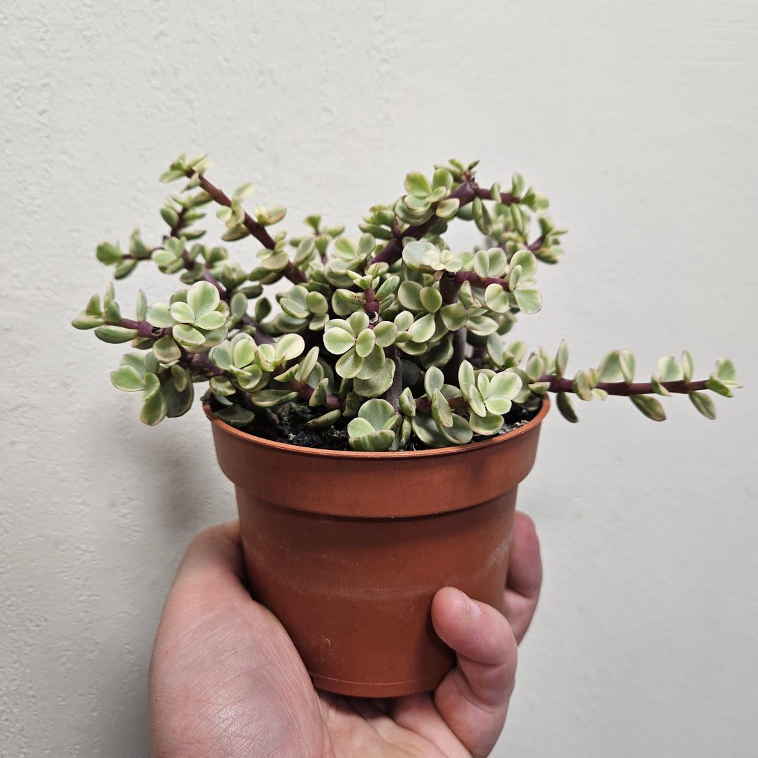 Portulacaria afra variegata (Elephant bush)