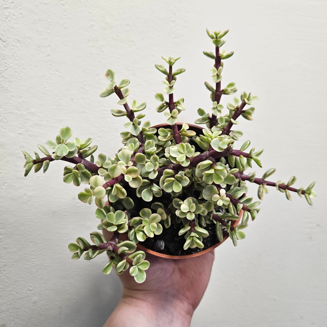 Portulacaria afra variegata (Elephant bush)