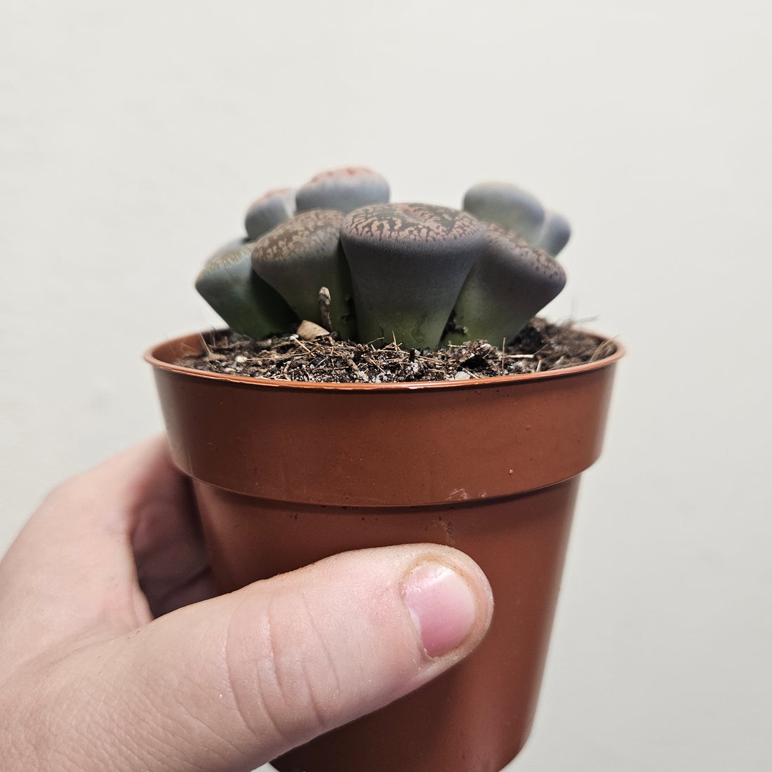 Lithops varieties (Living Stones)