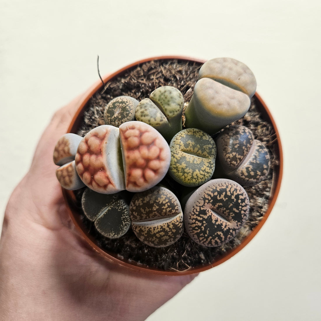 Lithops varieties (Living Stones)