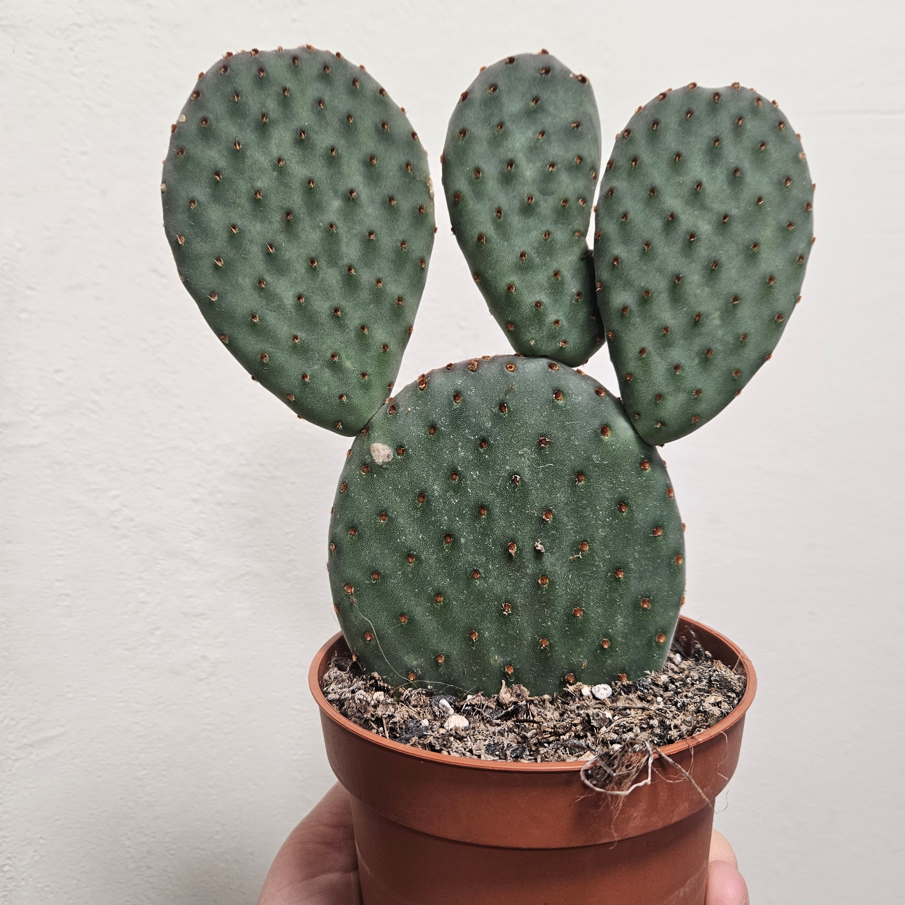 Opuntia microdasys Varieties (Bunny ear/ Angel wing cactus)