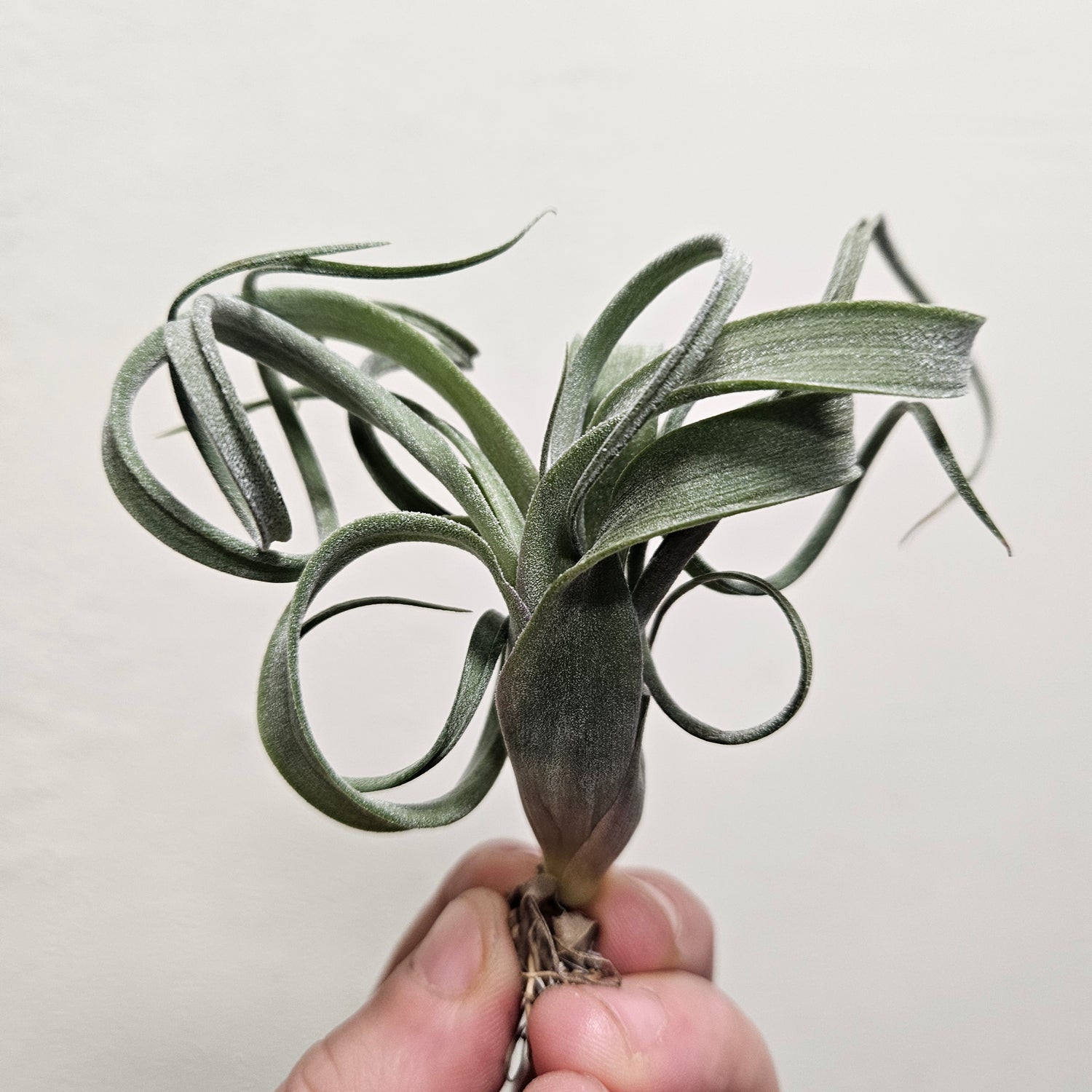 Tillandsia &