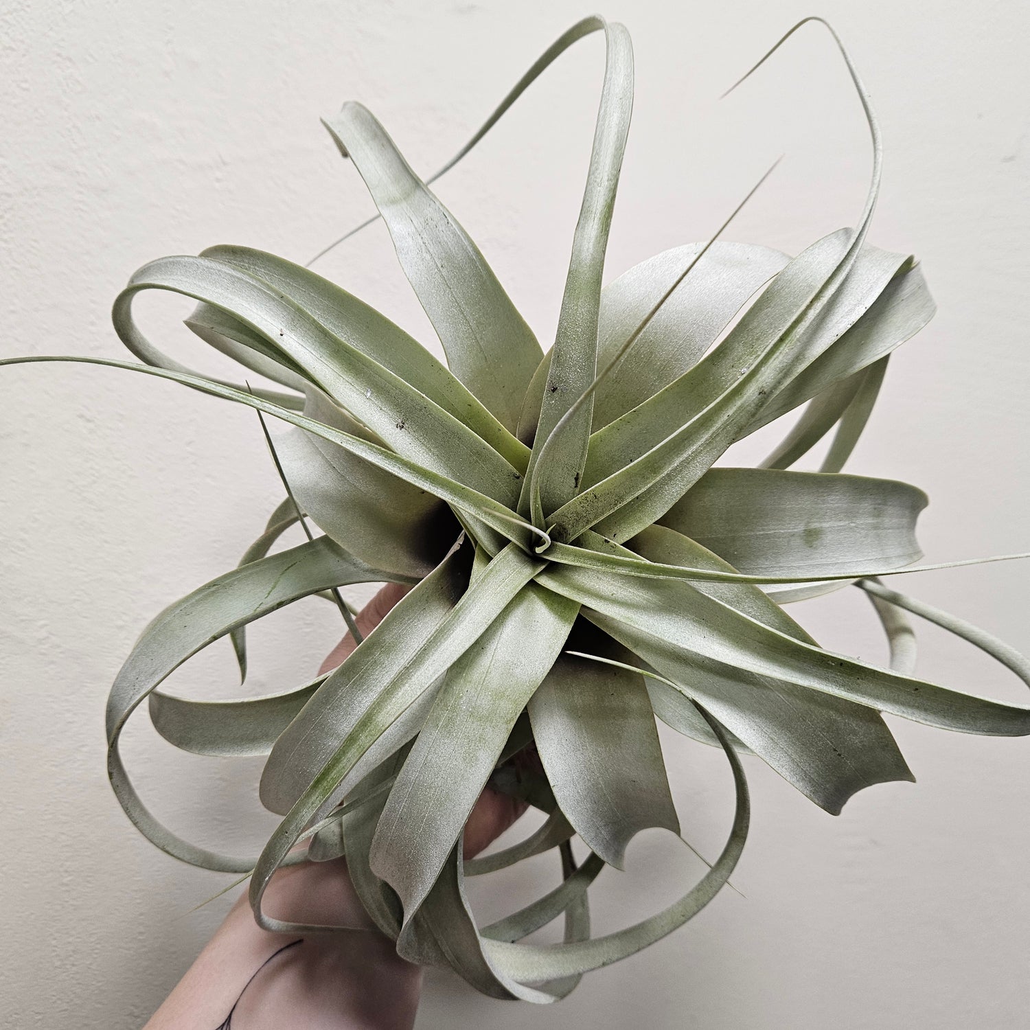 Tillandsia Xerographica (Air plant)