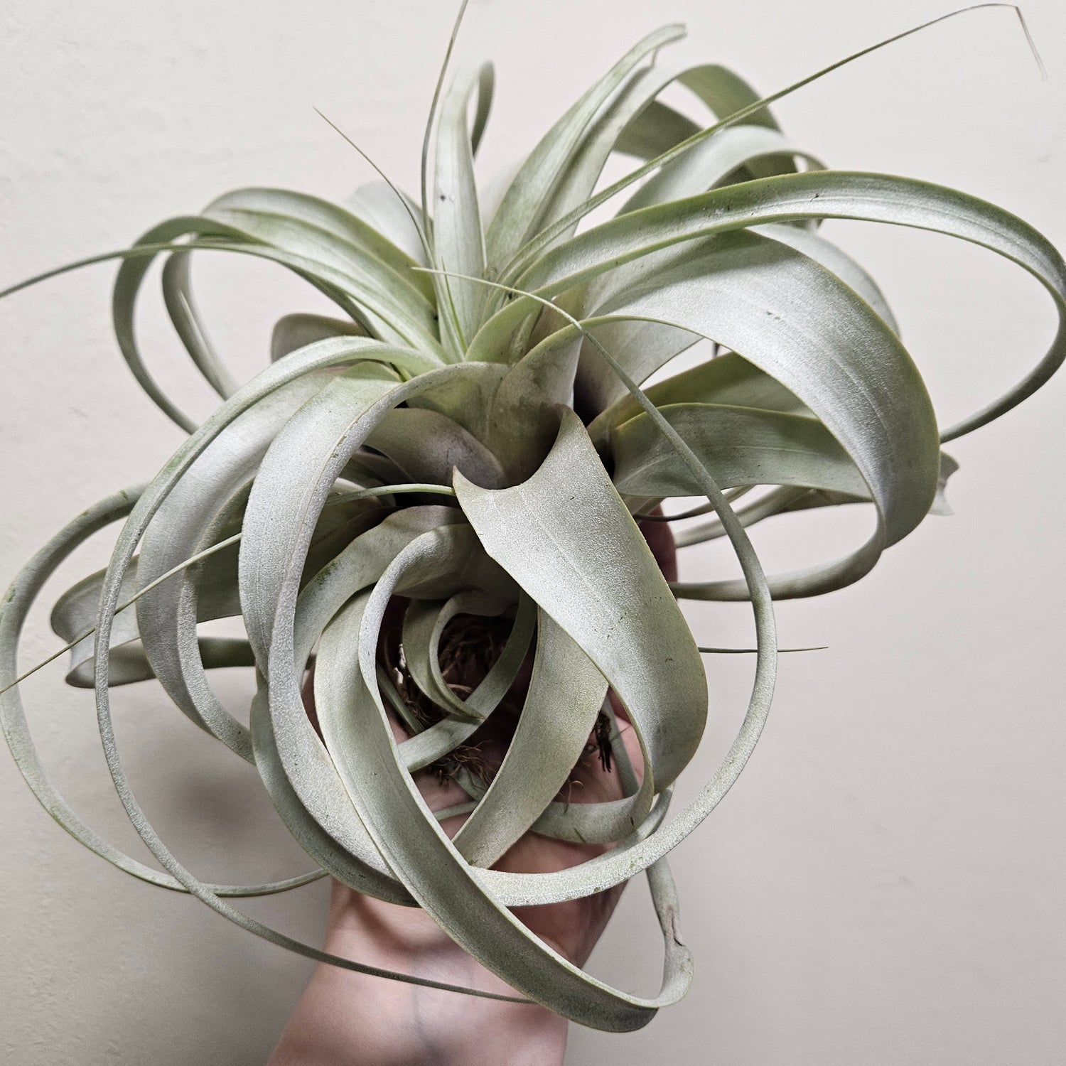 Tillandsia Xerographica (Air plant)