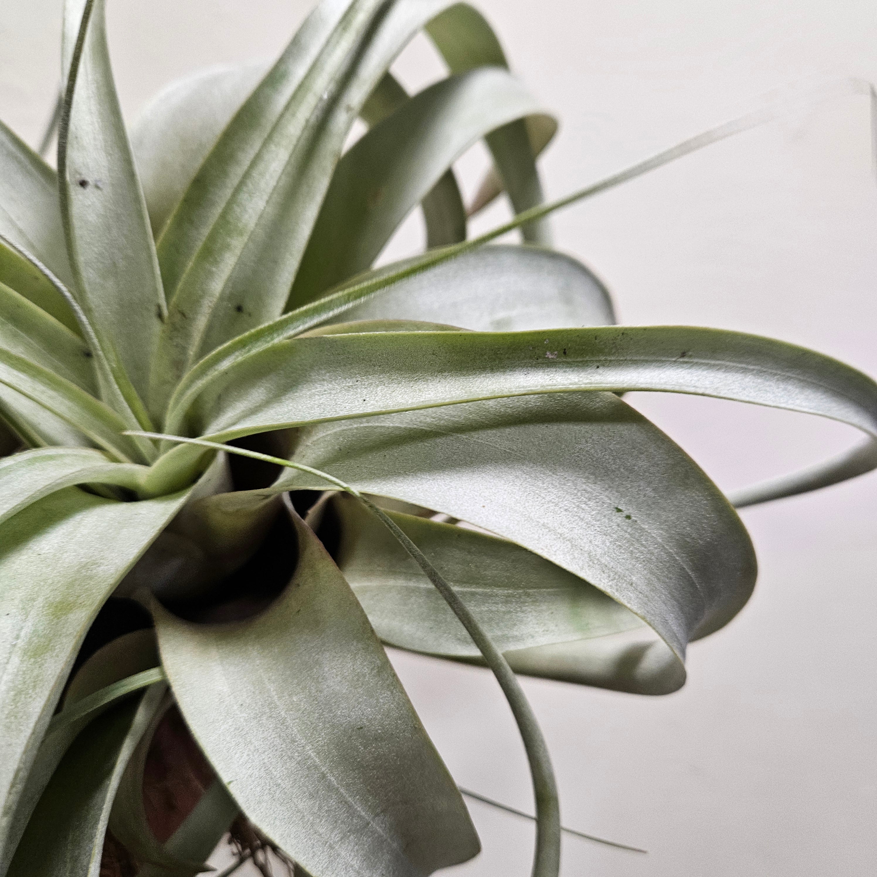 Tillandsia Xerographica (Air plant)