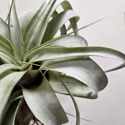 Tillandsia Xerographica (Air plant)