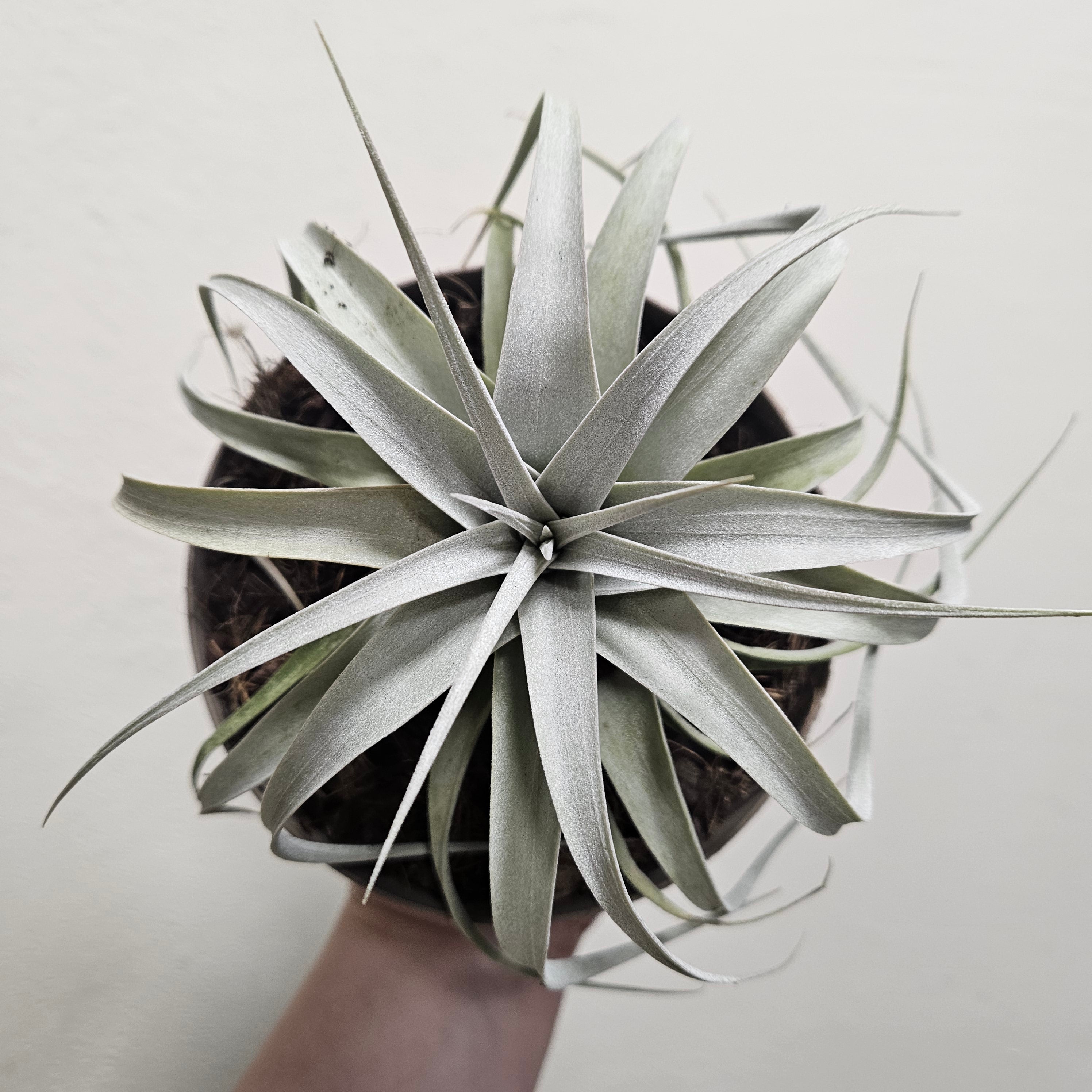 Tillandsia Xerographica (Air plant)