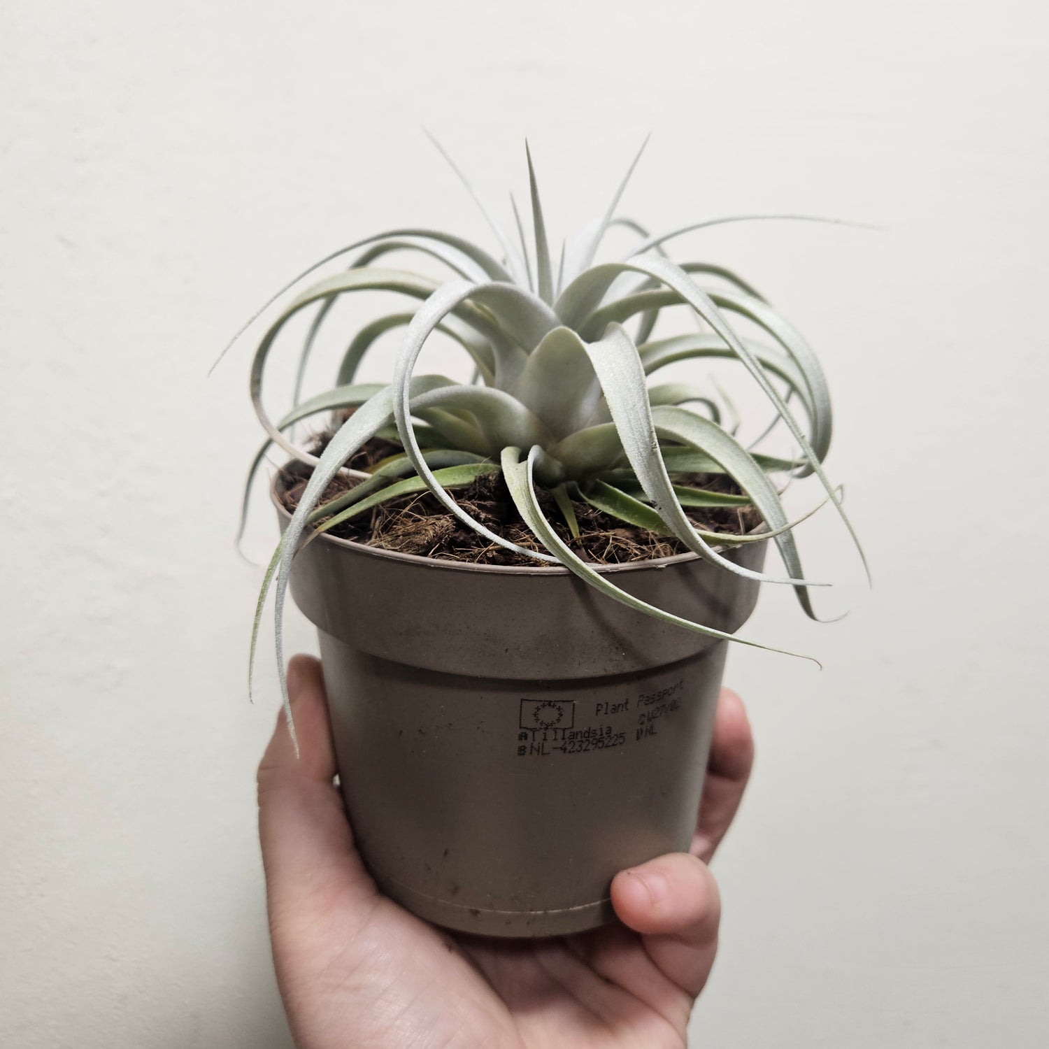 Tillandsia Xerographica (Air plant)