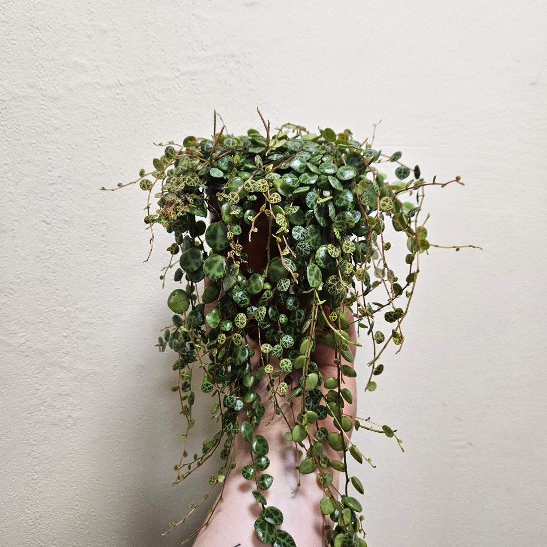 Peperomia prostrata (String of Turtles) Various sizes