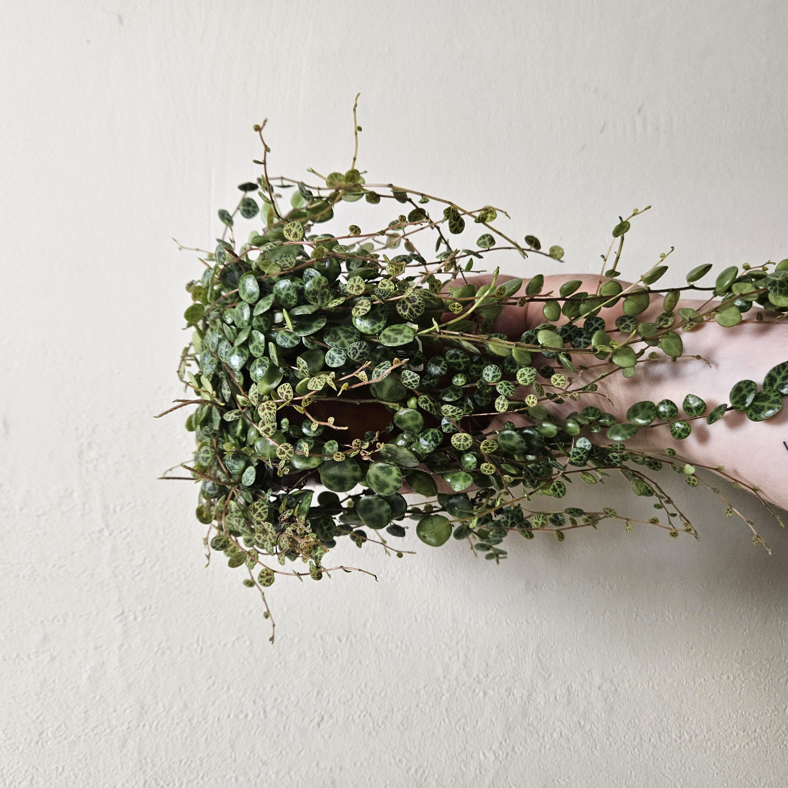 Peperomia prostrata (String of Turtles) Various sizes