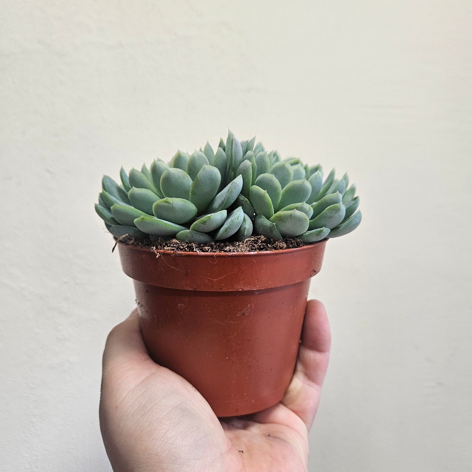 Echeveria elegans (Succulent)