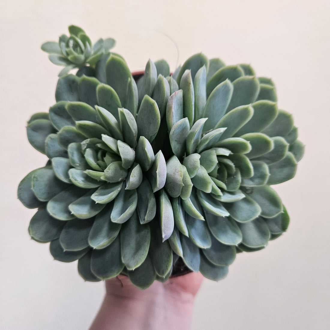 Echeveria elegans (Succulent)