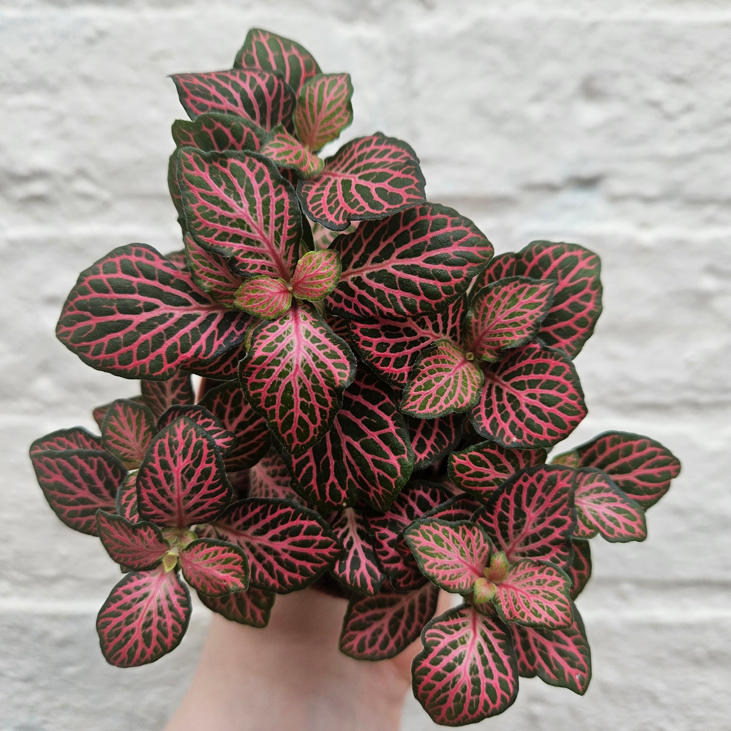 Fittonia varieties (Nerve plant/ Mosaic plant)