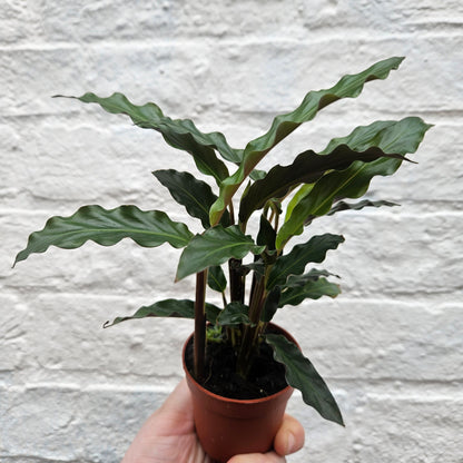 Goeppertia rufibarba syn. Calathea rufibarba (Velvet Calathea) Various sizes