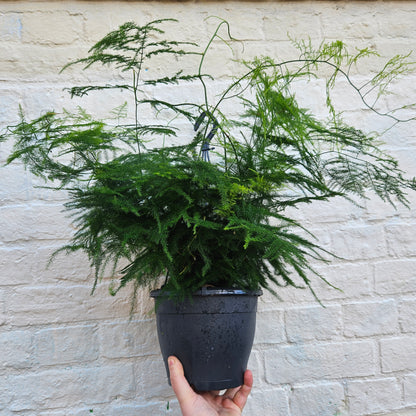 Asparagus setaceus (Asparagus fern) - Various sizes