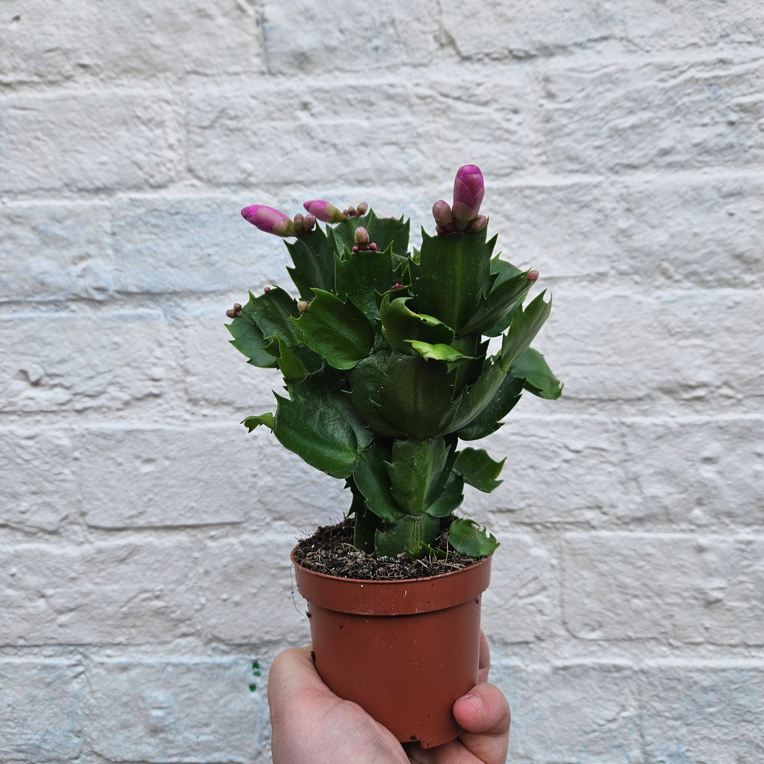 Schlumbergera truncata &