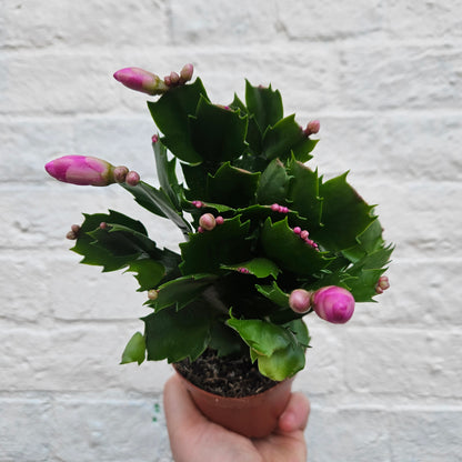 Schlumbergera truncata &