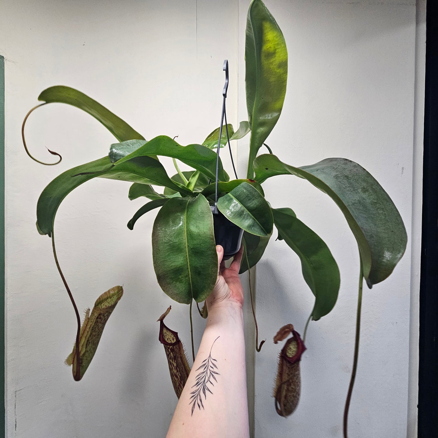 Nepenthes (Pitcher Plant/ Monkey Jars)