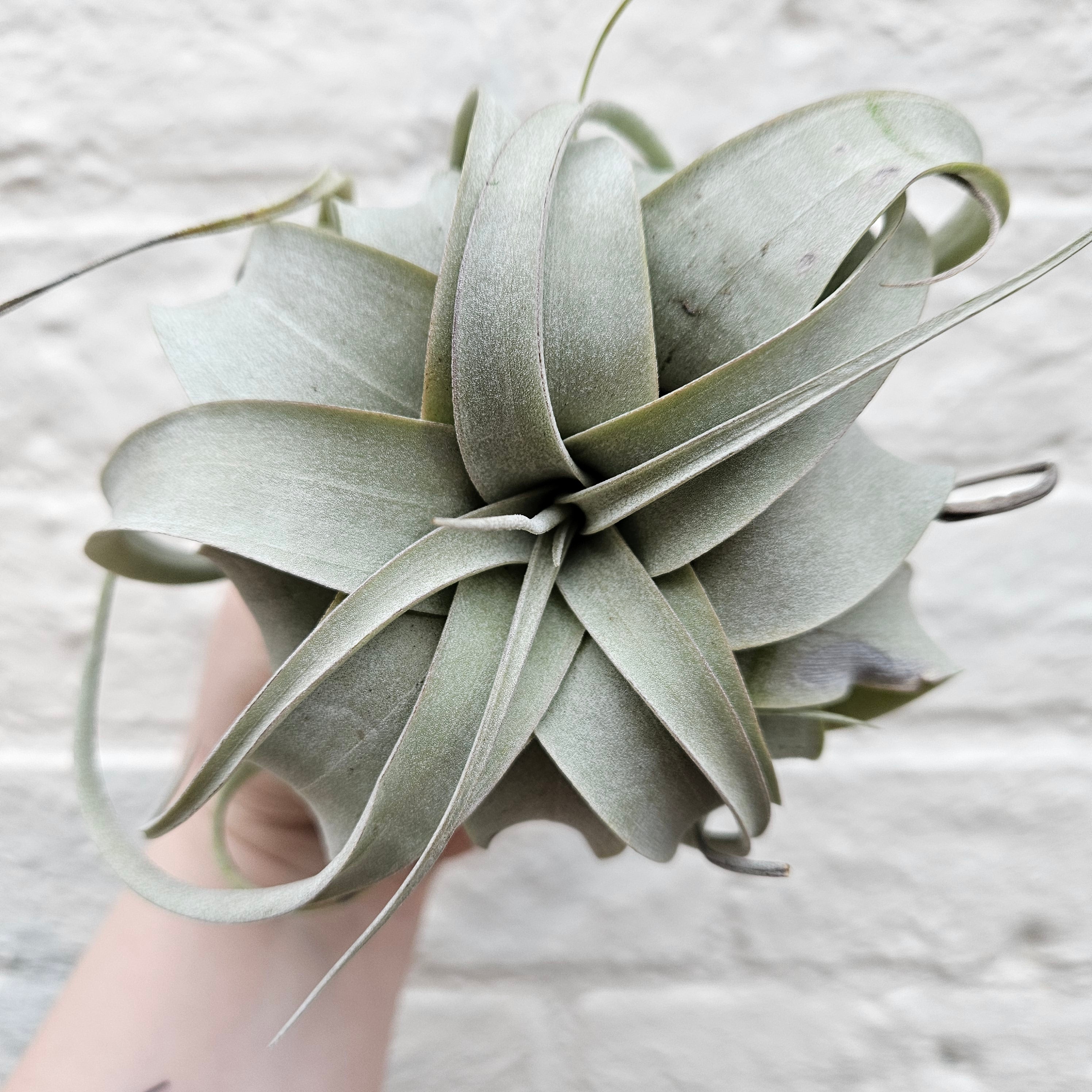 Tillandsia Xerographica (Air plant)