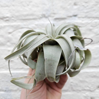 Tillandsia Xerographica (Air plant)