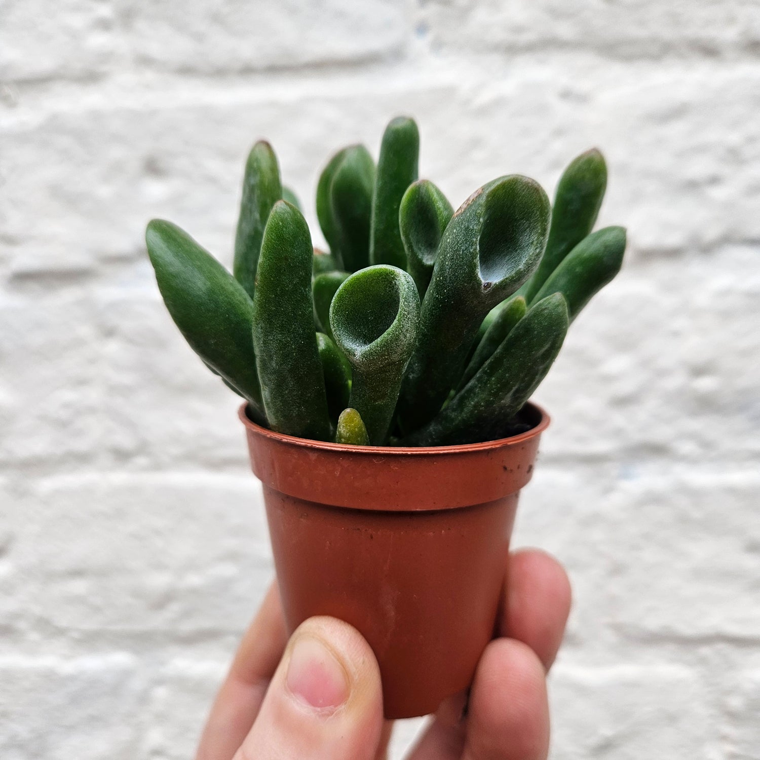 Crassula ovata (Horntree / Jade plant / Succulent) Various sizes available &quot;Gollum&quot;