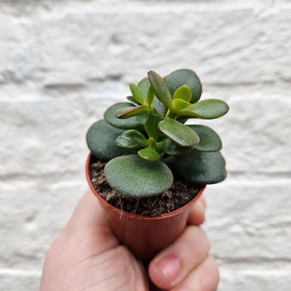 Crassula ovata (Jade plant/Succulent)