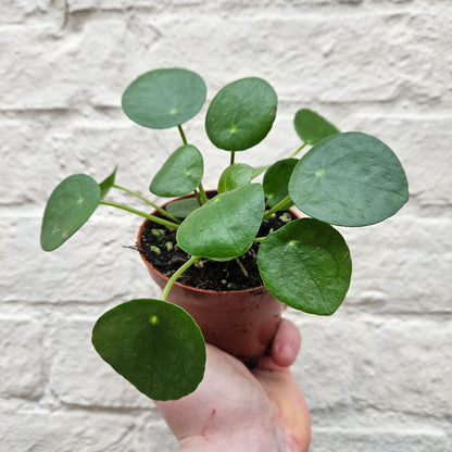 Pilea peperomoides (Chinese Money Plant) Various sizes