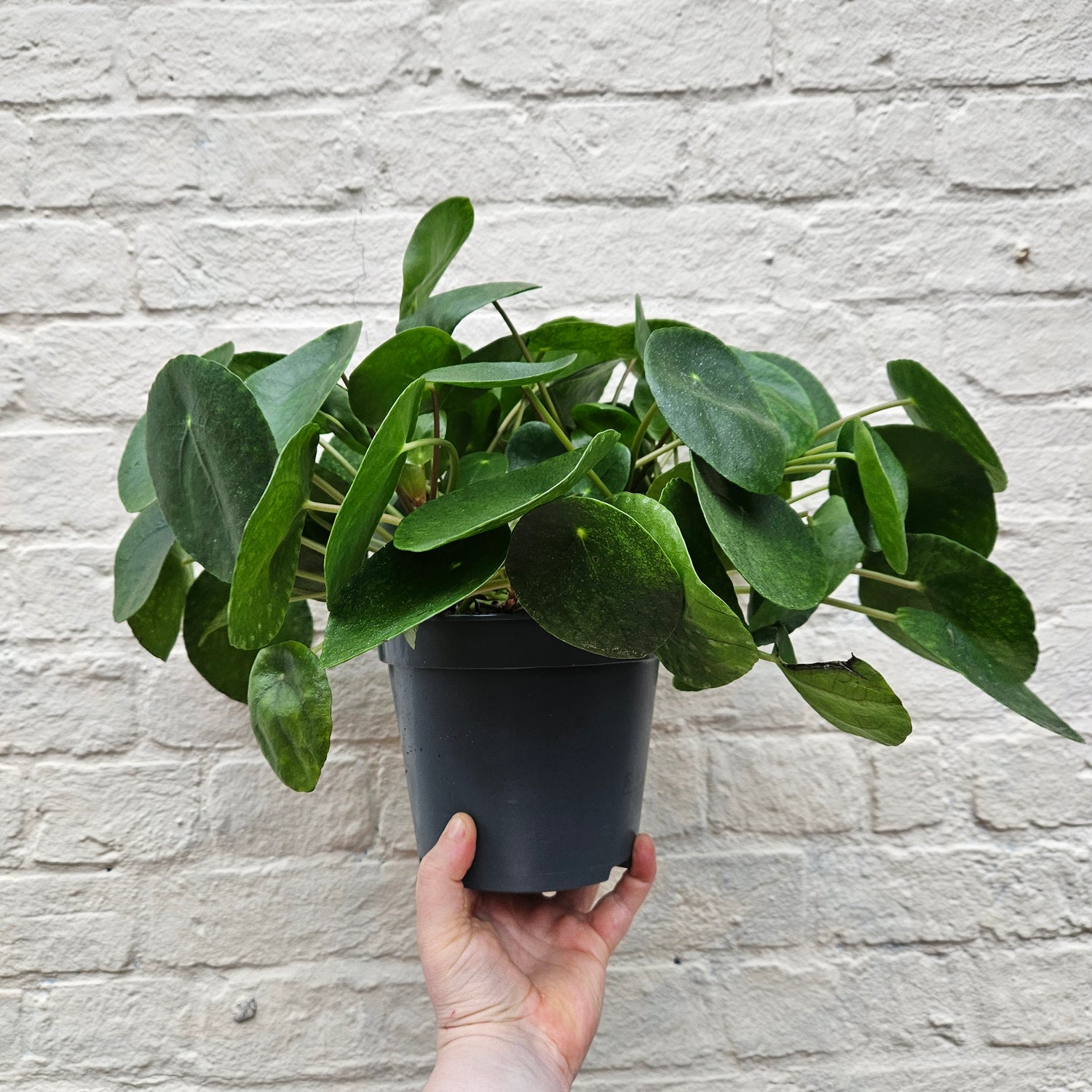 Pilea peperomoides (Chinese Money Plant) Various sizes