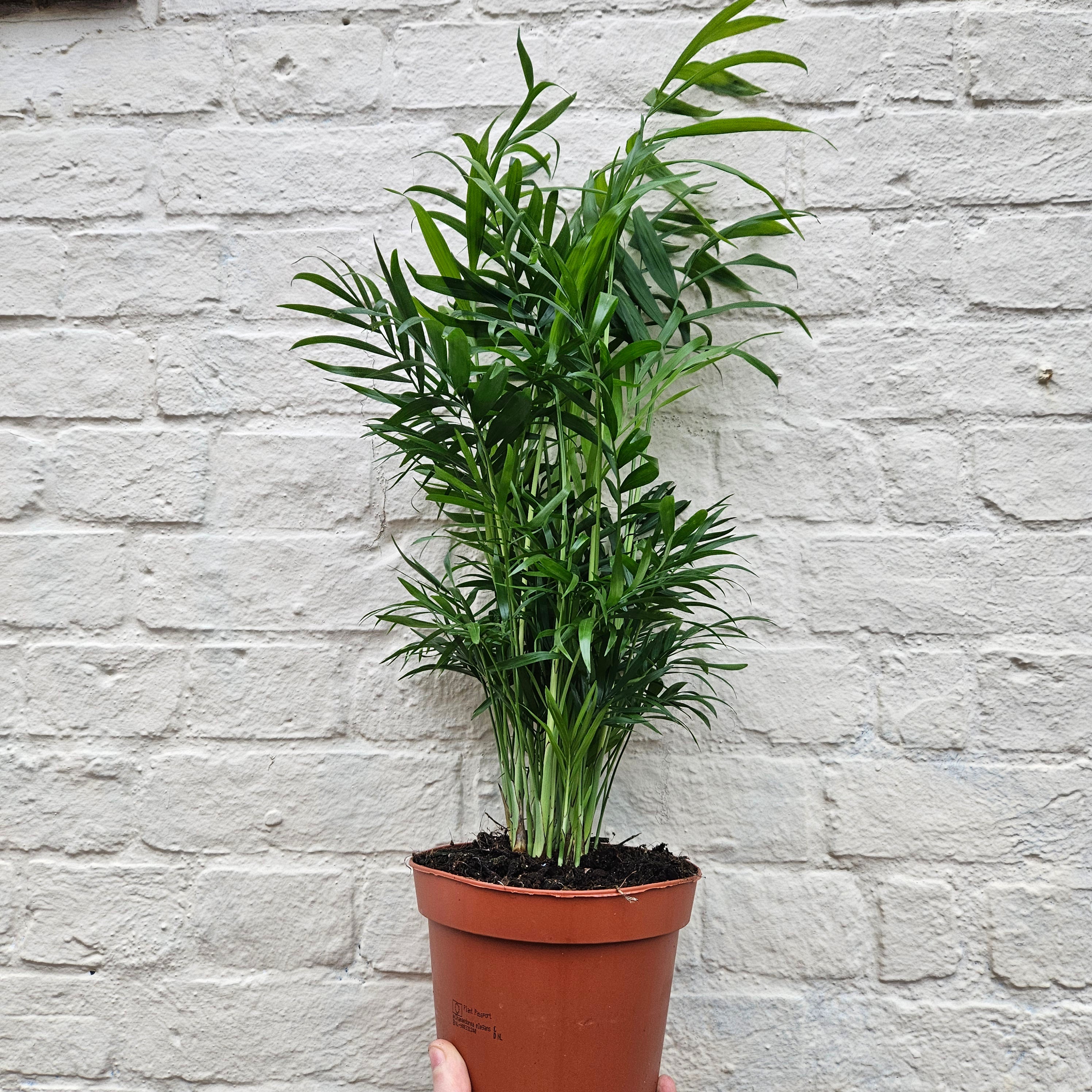 Chamaedorea elegans (Parlour palm)- Various Sizes