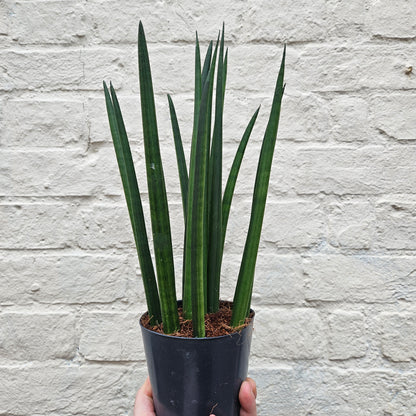 Sansevieria bacularis &