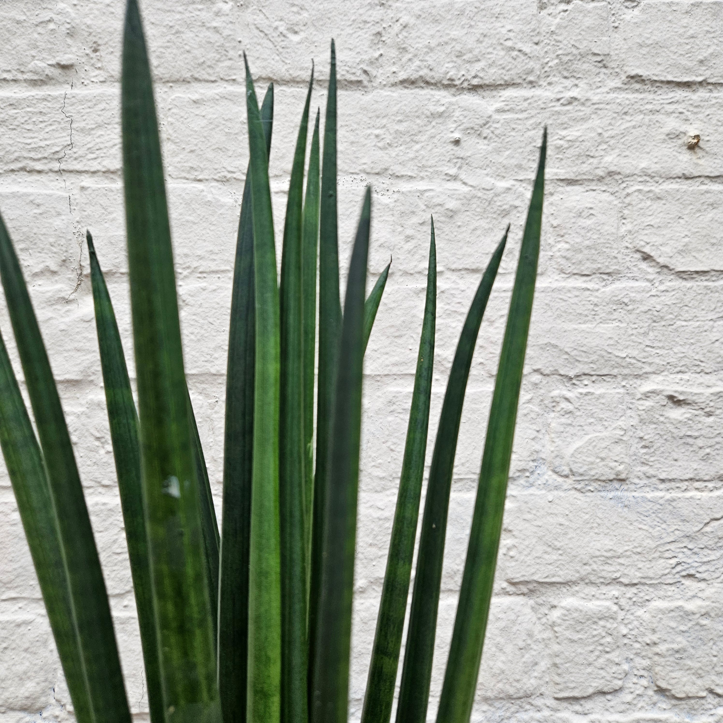 Sansevieria bacularis &