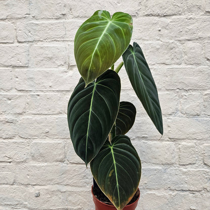 Philodendron melanochrysum (Black-gold Philodendron)