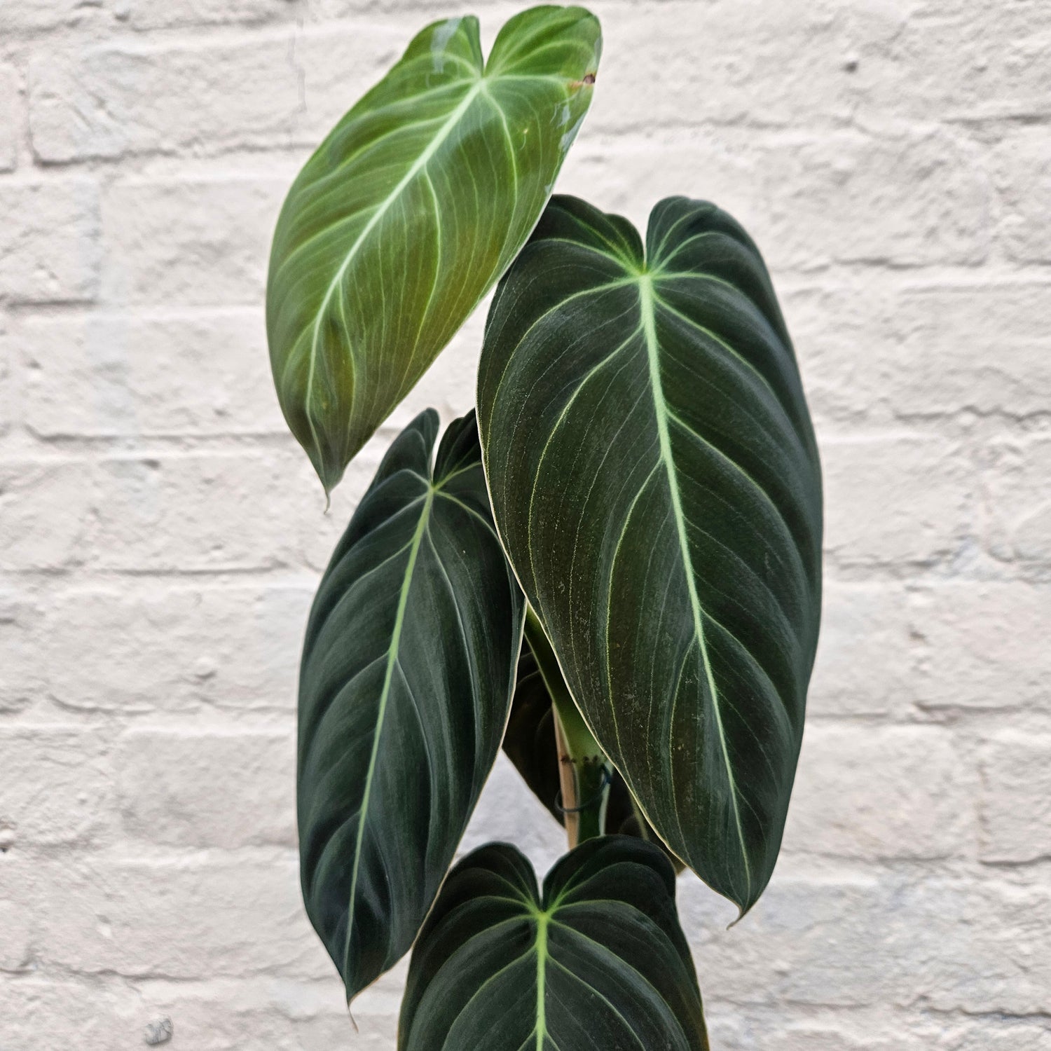 Philodendron melanochrysum (Black-gold Philodendron)