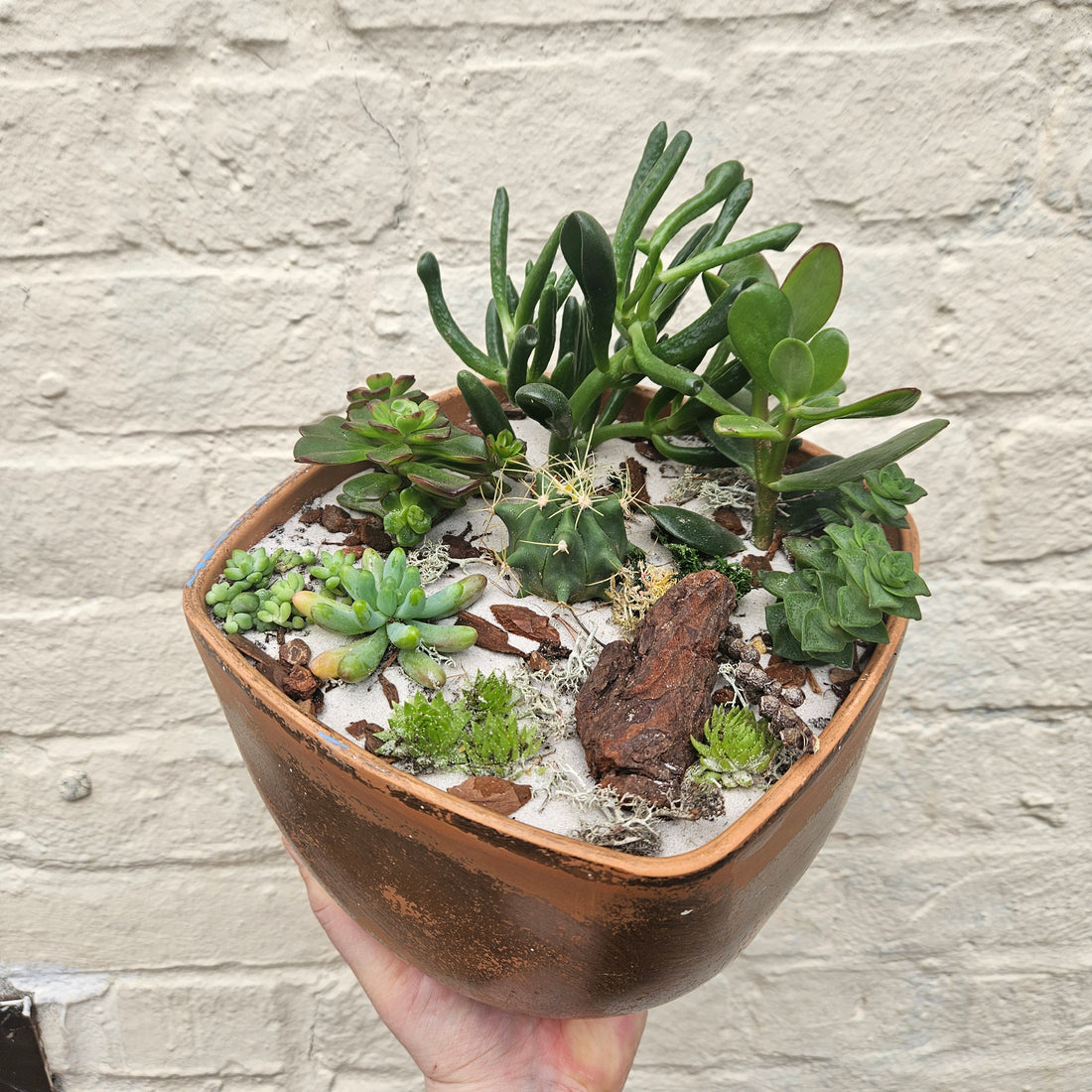 Large cacti &amp; succulent open terrarium