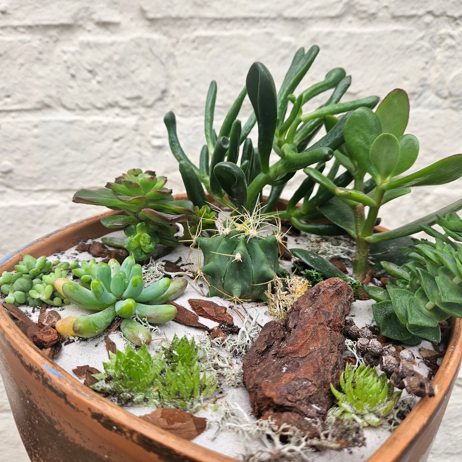 Large cacti &amp; succulent open terrarium