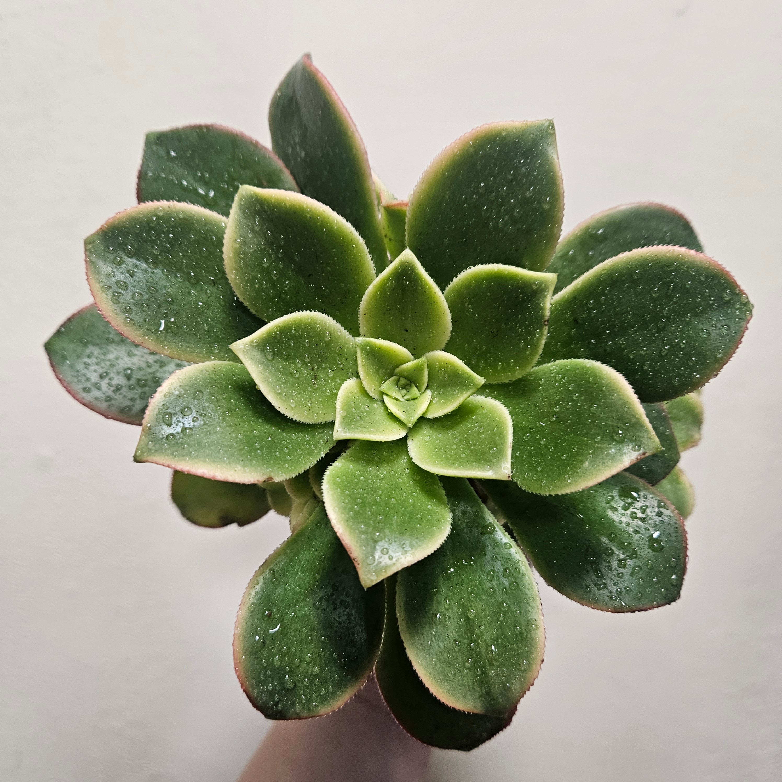 Aeonium tricolour (Tree House Leek)