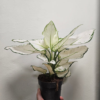 Aglaonema &