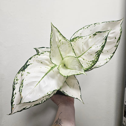 Aglaonema &