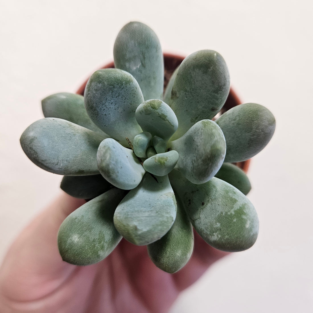 Pachyveria claviflolia (Jeweled Crown)