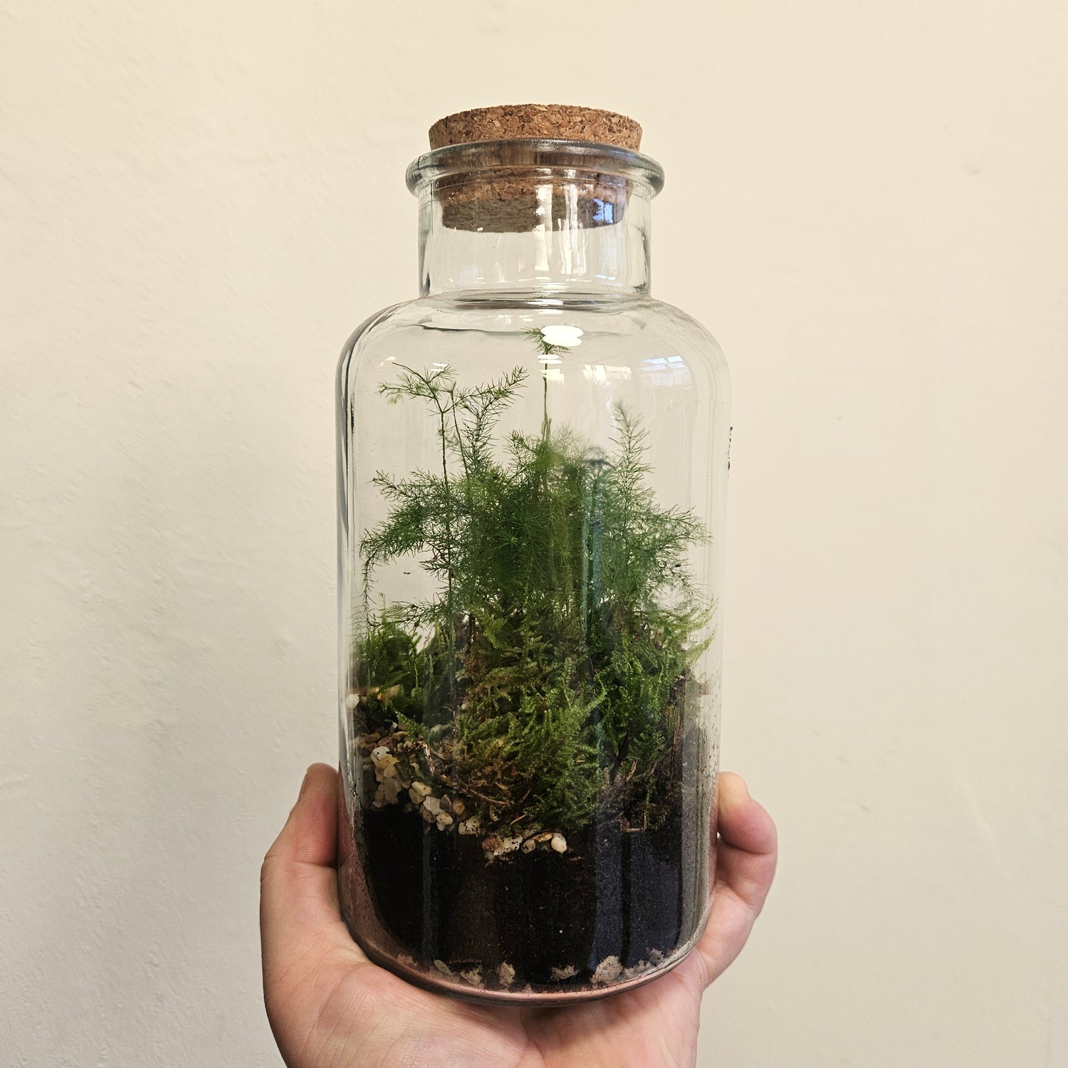 Medium closed terrarium with cork