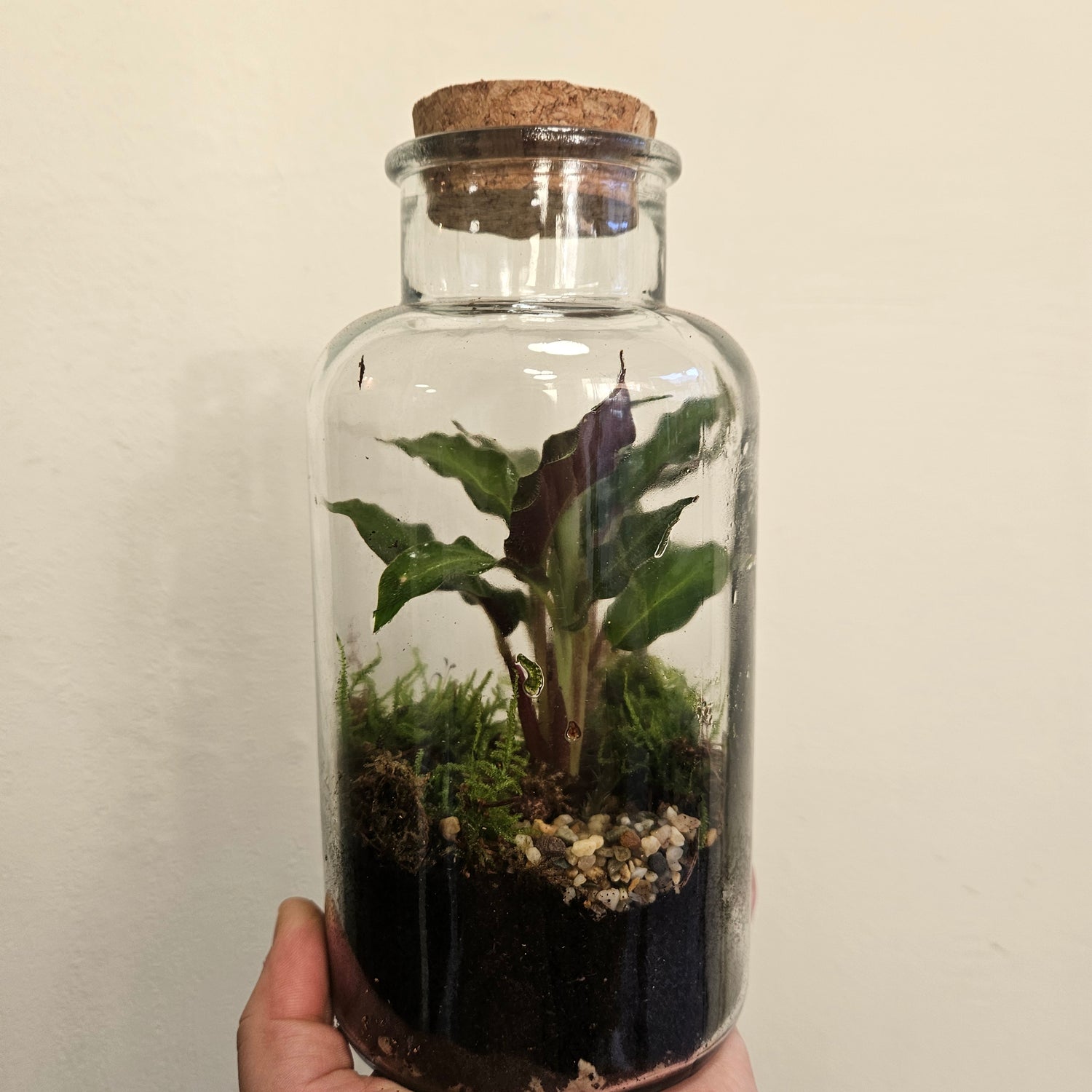 Medium closed terrarium with cork