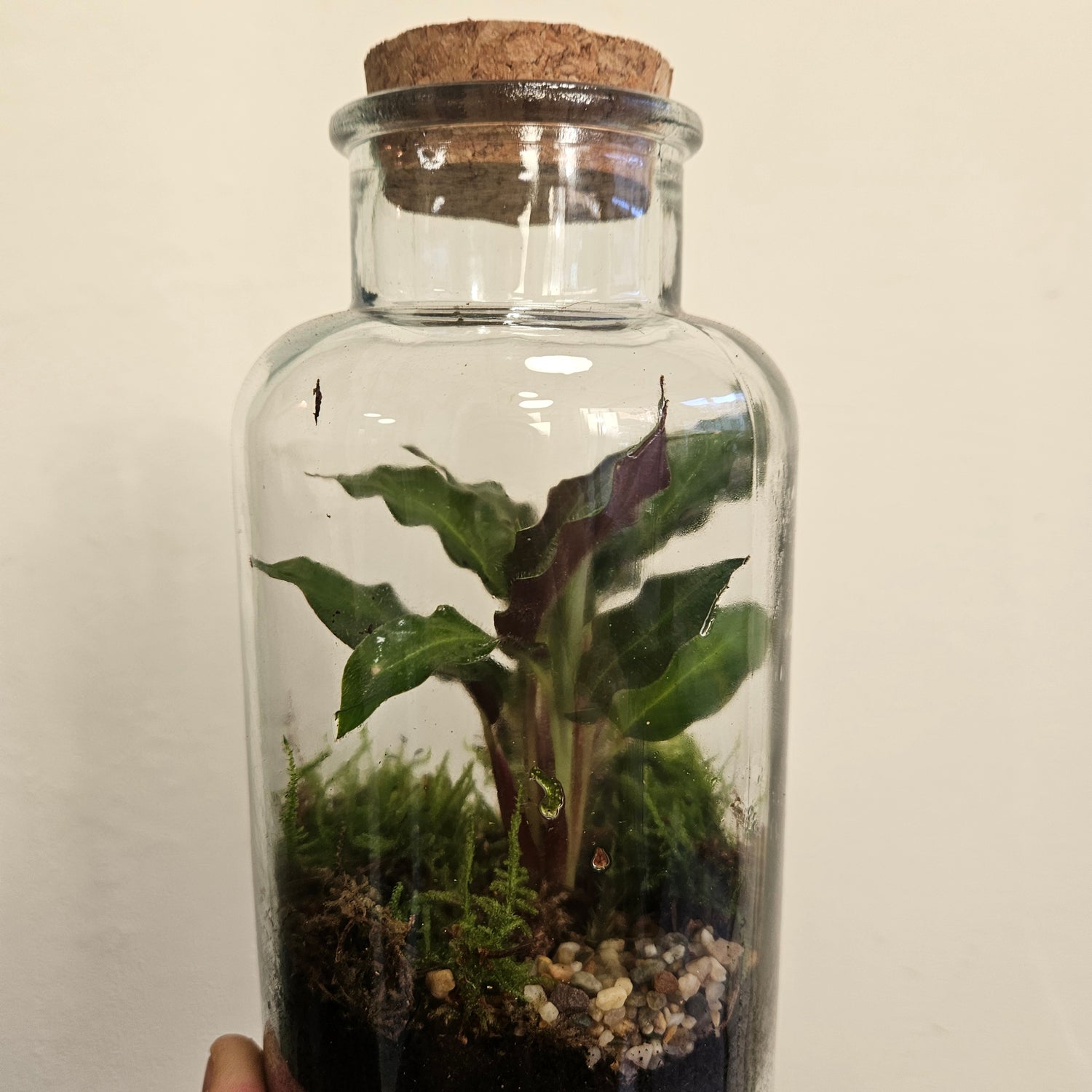 Medium closed terrarium with cork