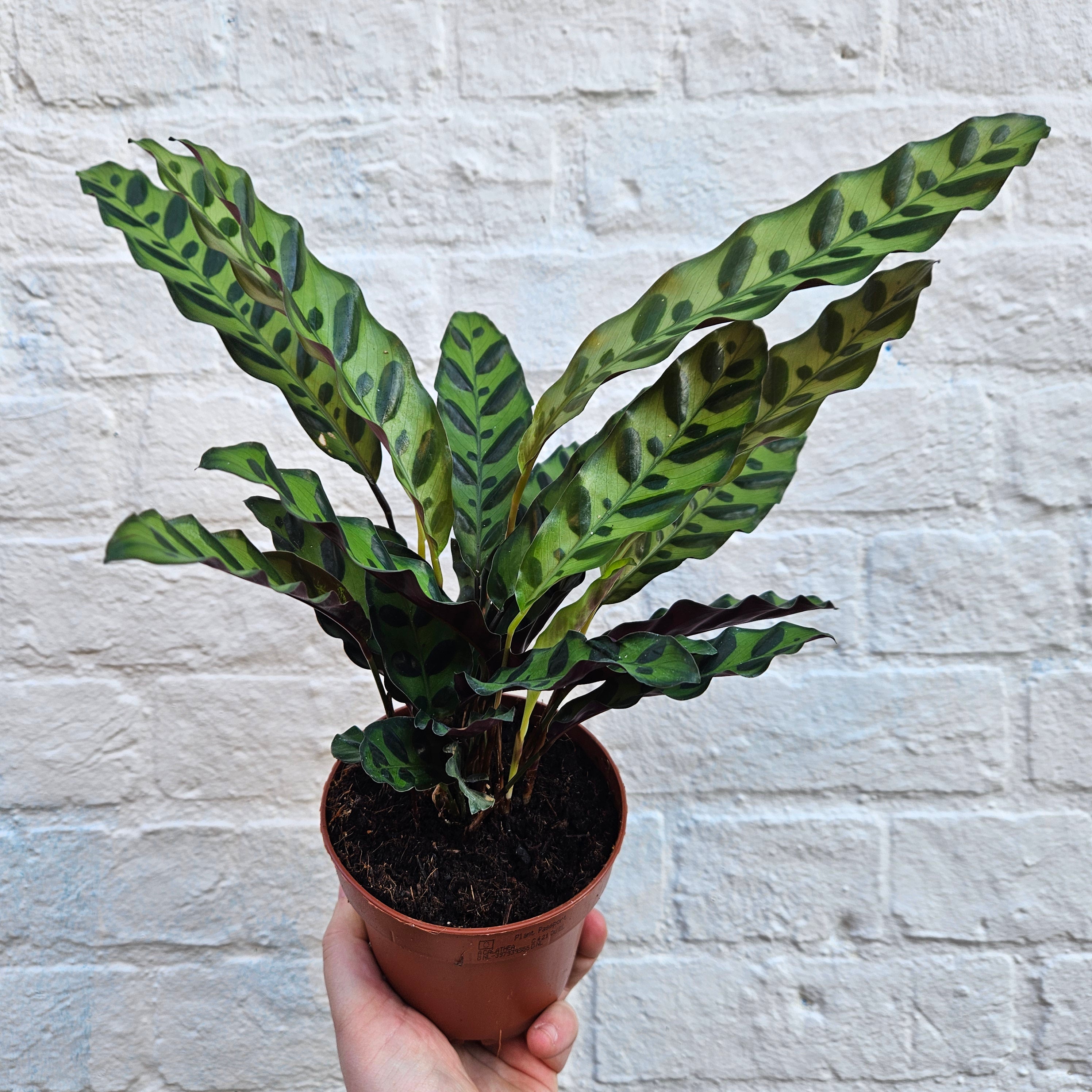 Goeppertia insignis syn. Calathea lancifolia (Rattlesnake plant/ Prayer Plant)