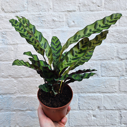 Goeppertia insignis syn. Calathea lancifolia (Rattlesnake plant/ Prayer Plant)