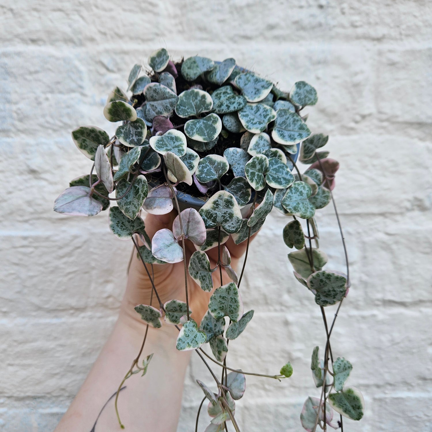 Ceropegia woodii (Variegated String of Hearts/ Rosary Vine)