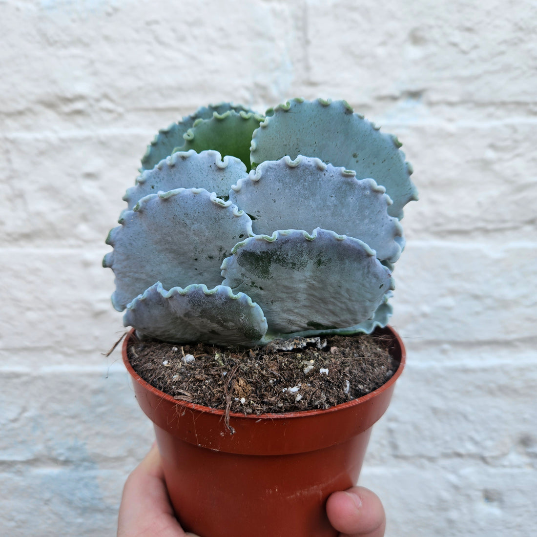 Cotyledon undulata (Silver Ruffles/Silver Crown)