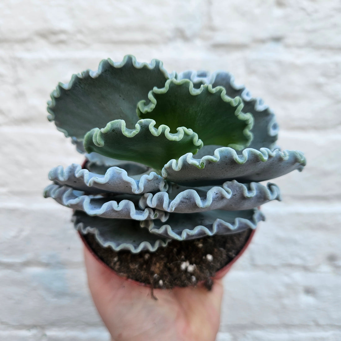 Cotyledon undulata (Silver Ruffles/Silver Crown)