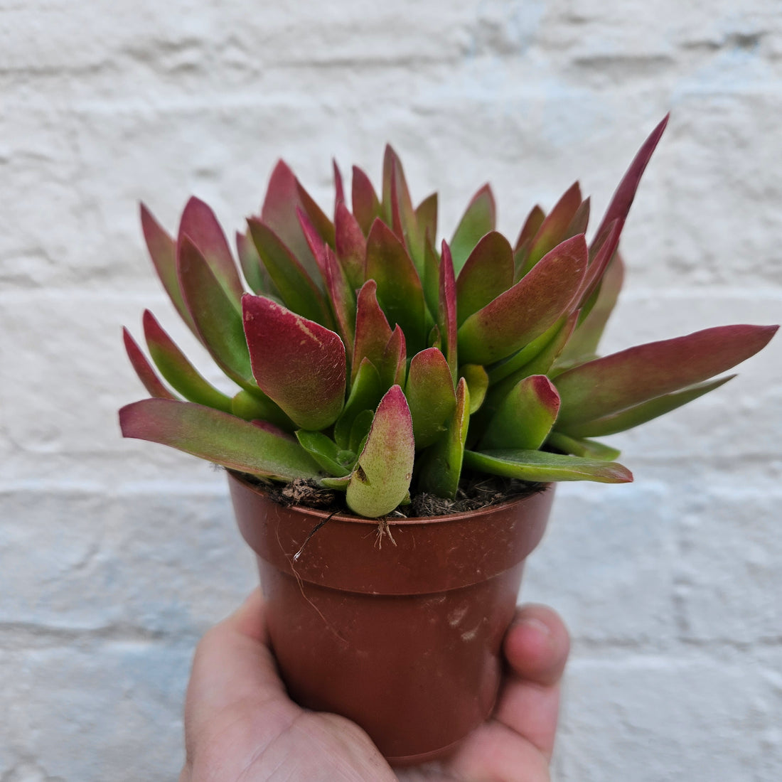 Crassula capitella &