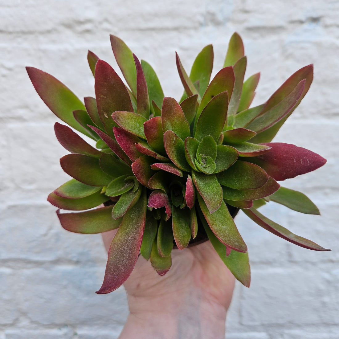 Crassula capitella &